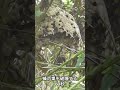 蜂の巣をエアガンで破壊してみた