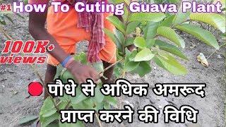 How To Make Cuttings Of Guava Plant In Most Easy Way  and Get Lot of Fruit per Guava Plant