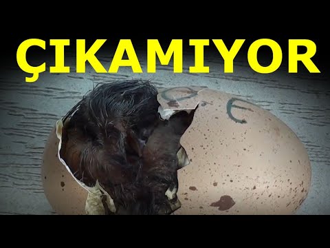 Video: Bir Civcivin Hayatta Kalmasına Nasıl Yardım Edilir