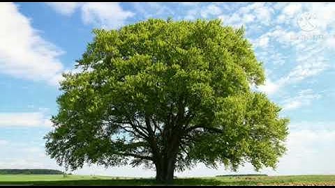 EVS|Chapter 3 |Root and leaves | Class 5| Primary Education