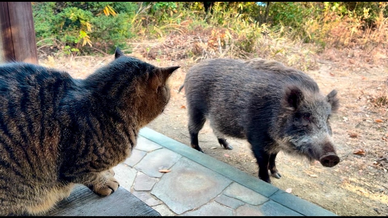 猫に挨拶してるイノシシ