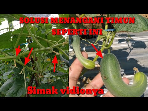 Video: Alasan Mentimun Berlubang - Cara Mencegah Lubang Pada Buah Mentimun