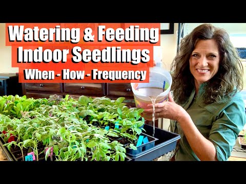 Watering and Fertilizing Indoor Seedlings - When, How, Frequency / First Time Gardener #8