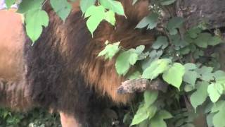 葉っぱに夢中のライオン リッキー〜Lion is biting the grass