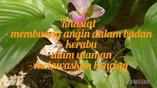 Curcuma spp | Cecerot | Membuang Angin | Cerot cerot | cerot | kentut |