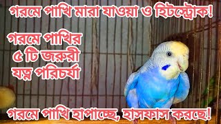 গরমে পাখি হাপাচ্ছে করনীয় কি | গরমে পাখির পাঁচটি যত্ন ও পরিচর্যা | বাজরিগার ককাটেল ফিঞ্চ পালন পদ্ধতি