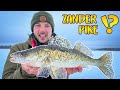 WILL WE EVER CATCH A ZANDER FROM THE ICE?! | Team Galant