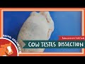 Anatomy of the Testes Quiz