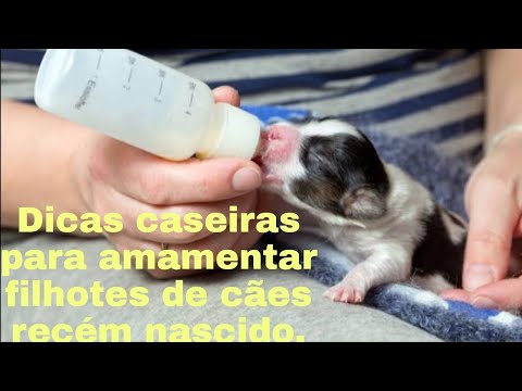 Dicas caseiras para amamentar filhotes recém nascidos de cães.