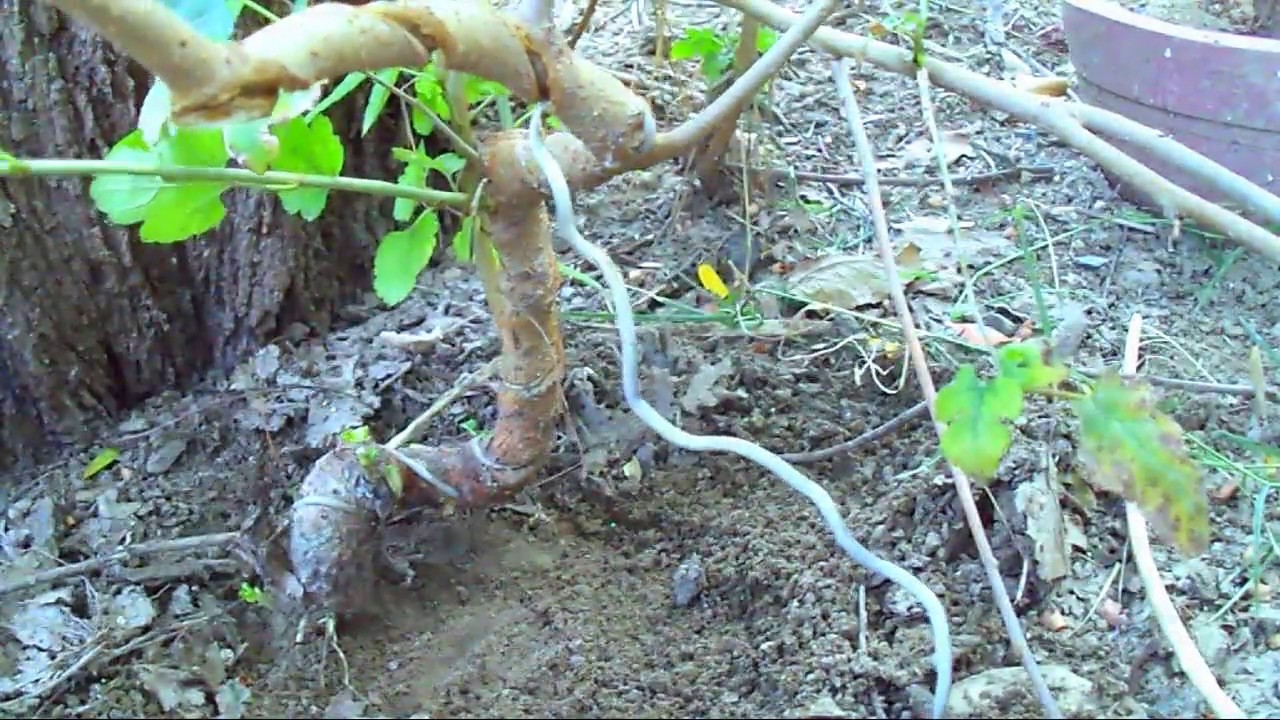 Bonsai Plants Growing Tips Bonsai Plants Growing Tips