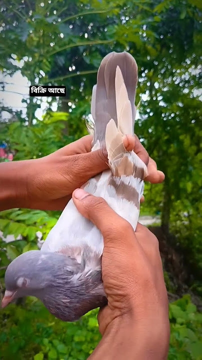 #youtubeshorts #kabutar #pigeonlaver #বিক্রি আছে👁🕊❤