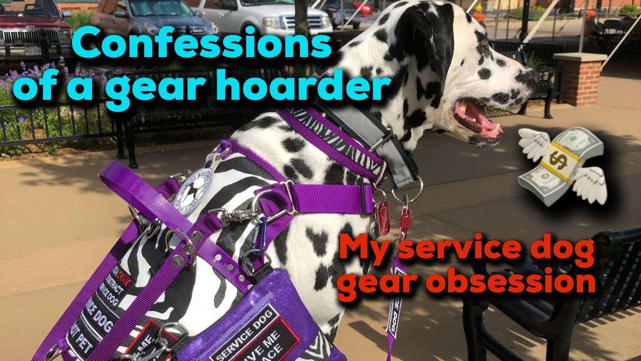 service animal gear