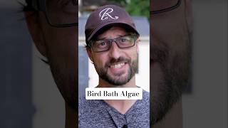 Algae in your Bird Bath #birdbath