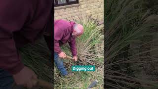 Download Lagu Plant reduction and split by digging out Jaf style #gardener #garden #digging #workout #work  #me MP3