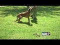Dogs learn to avoid rattlesnakes Dogs learn to avoid rattlesnakes