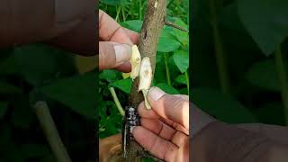 Amazing Grafting Technique You’ve Never Seen Before!