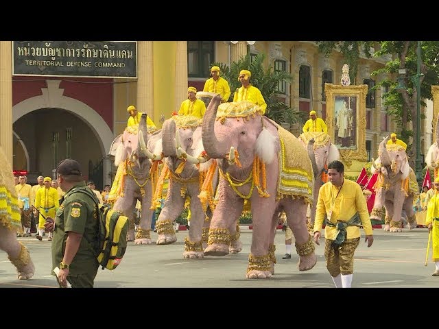 Elephants pay homage to Thailand's new king class=