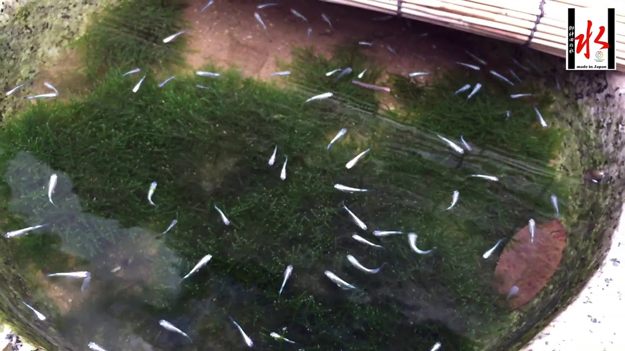 石臼の中には幹之めだか Youtube