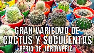 Vamos a la feria de jardinería: GRAN VARIEDAD DE CACTUS Y SUCULENTAS ¿que me compré?