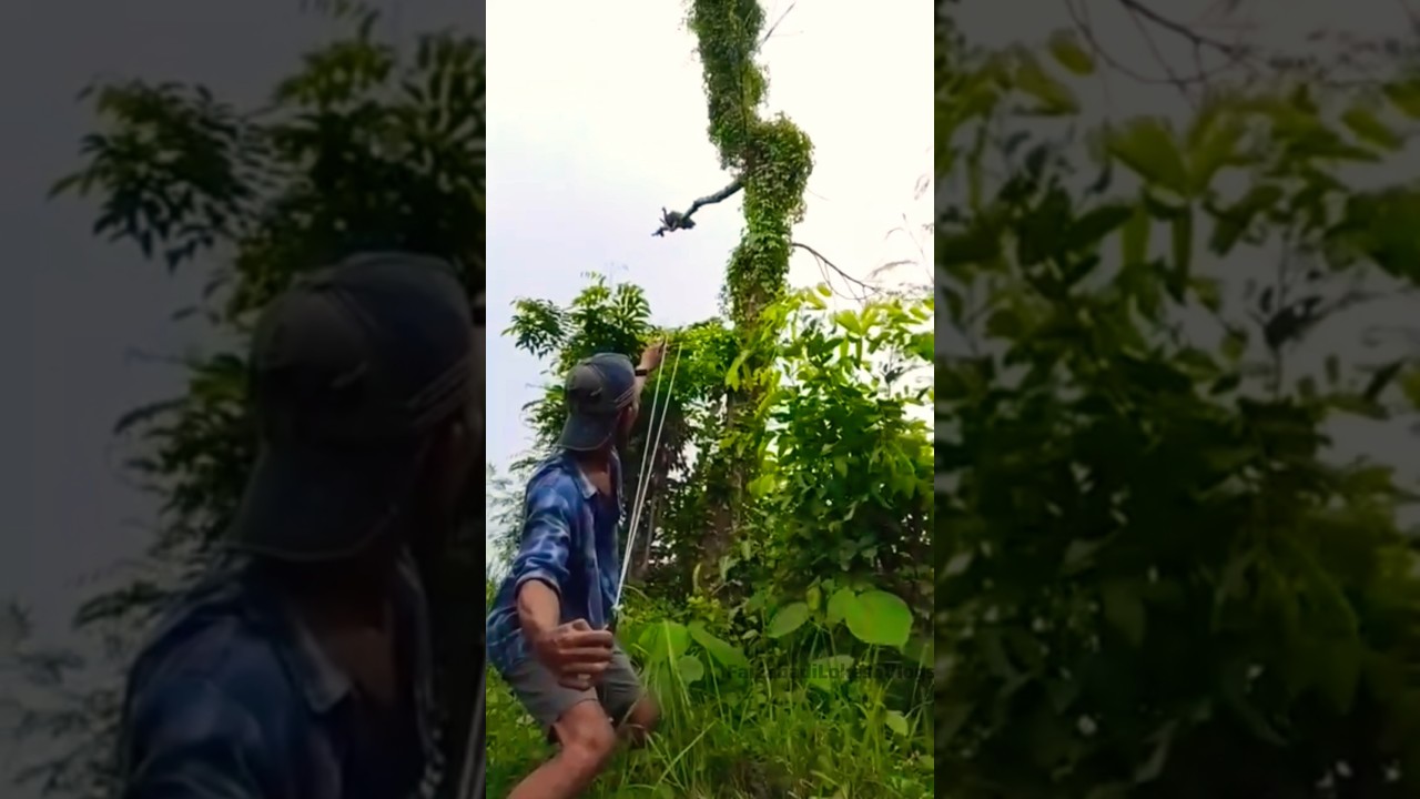 The chicken sits on a wooden branch. 