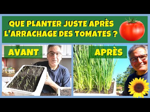 Vidéo: Que Planter Après L'ail En Juillet Et Que Ne Pas Planter
