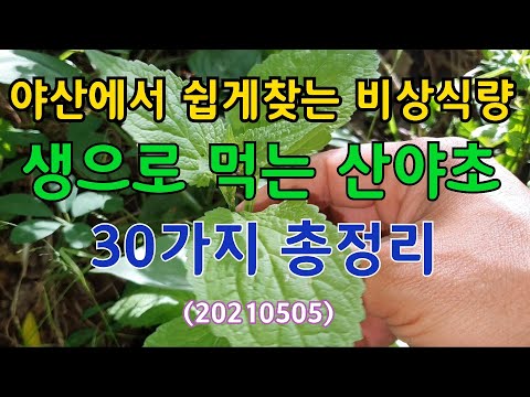 #야산에서 쉽게찾는 생으로먹는 산야초 30가지 총정리(20210505)비상식량