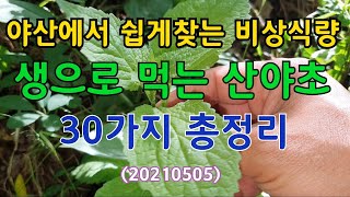 #야산에서 쉽게찾는 생으로먹는 산야초 30가지 총정리(20210505)비상식량