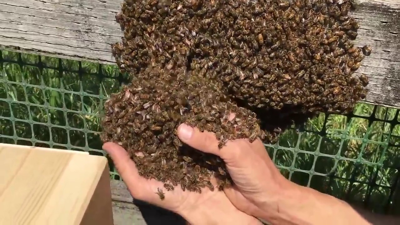 moving-honeybee-swarm-into-bee-sphere-youtube