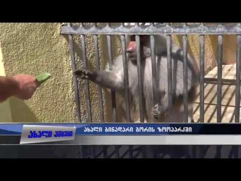 გაიოზს და ლელას ვაჟი შეეძინათ -ახალი ბინადარი გორის ზოოპარკში 04.09.2015
