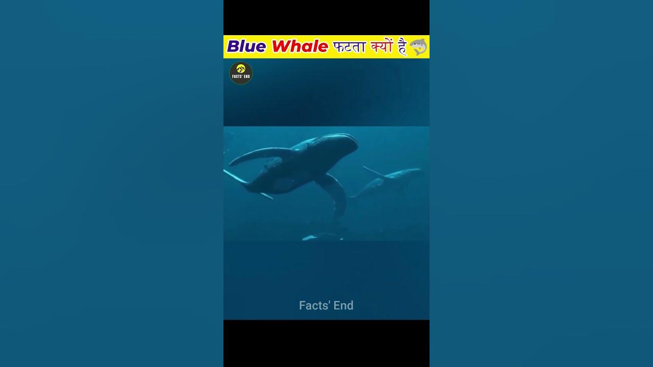 Why do blue whales blast or explode #shorts - YouTube