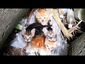 ゴミだまりの中で産まれたガリガリの子猫にカルカン(kalkan)子ねこ用を給餌して命をつなぐ 母猫はネグレクト？　野良猫 感動猫動画