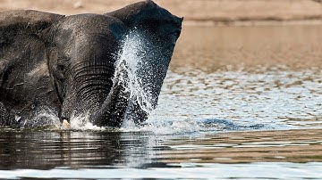 Elephant Trunks Inspiration for New Robots