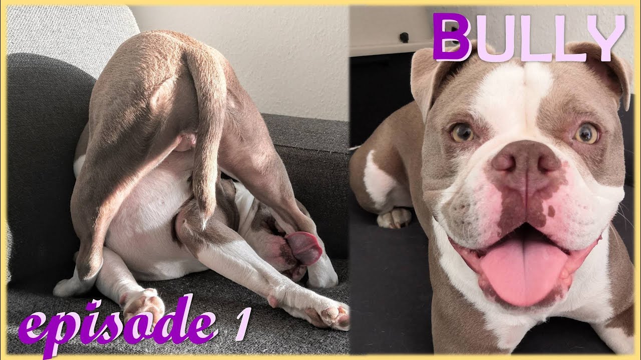 OEB Bulldog Puppy Compilation Snoring Zoomies Playing Olde English