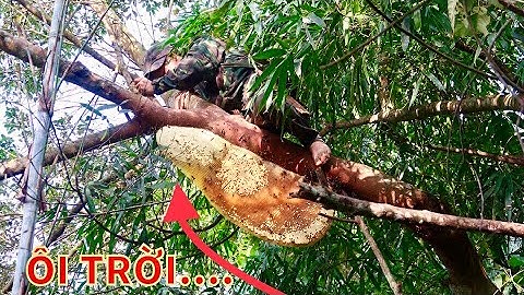 Tổ Ong Thất Lạc Phần Cuối | Mẩy Trắng