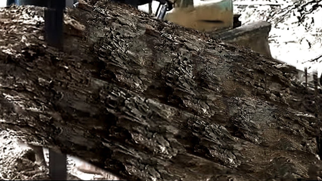 3 Second Before Disaster, Ancient Wood Haunted At Sawmill | woodworking ...