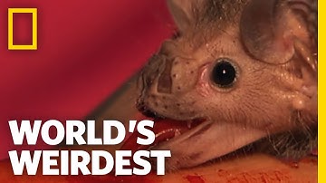 Vampire Bats | World