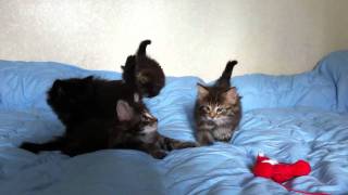 Котята норвежской лесной кошки Котята норвежской лесной кошки