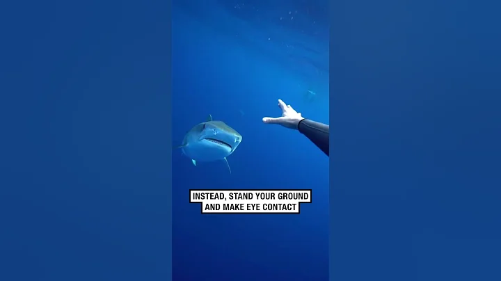 How to survive a shark attack! 😱🦈  -  🎥 mermaid.kayleigh