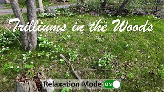 Trilliums in the Woods...So Beautiful!
Enjoy this peaceful, swooping first-person view perspective of a large area of trilliums in the woods beside Beaver Lake. Trilliums are the provincial flower of Ontario, Canada.
A DonDronesOn production.
SUGGESTIONS:
Join the Drone Pilot Association of Canada (DPAC):
https://www.DronePilotAssociationOfCanada.com
Join the DPAC Facebook group: https://www.facebook.com/groups/592682344571622/
Purchase the Drone Pilot Canada app:
Apple iOS platform: https://itunes.apple.com/ca/app/drone-pilot-canada/id1455291540
Android platform: https://play.google.com/store/apps/details?id=com.myappatory.dronecanada
Download my free Training Roadmap: https://www.pocketwatchpurveyor.com/collections/drone-study-guides/products/dons-rpas-training-roadmap
Purchase my Canadian drone exam Study Guides: https://www.pocketwatchpurveyor.com/collections/drone-study-guides
Buy me a coffee! https://www.buymeacoffee.com/DonDronesOn
ITEMS USED IN THIS VIDEO:
DJI Mini 4 Pro Fly More Combo with RC2 : https://amzn.to/46CM7hu
Canon EOS R10 camera: https://amzn.to/4kcdBRO
DJI Action 4 camera: https://amzn.to/4cS0Jw3
DJI Mic 2 wireless microphone: https://amzn.to/3z4dTry
DRONES AND ACCESSORIES I RECOMMEND:
DJI Mavic 4 Pro: https://amzn.to/3Hx4axF
DJI Neo 2 drone: https://amzn.to/48BVvFr
DJI Neo drone: https://amzn.to/3Nsv0XA
DJI Avata 2 Fly More Combo: https://amzn.to/3K3wDJy
DJI Mini 4 Pro Fly More Combo with RC2 : https://amzn.to/46CM7hu
DJI Mini 3 Pro drone: https://amzn.to/3PidRhP
DJI Mini 3 Pro Fly More Kit: https://amzn.to/3p9u9Pg
DJI Mini 3 Pro Freewell ND filters: https://amzn.to/3QDxJgz
DJI Mini 3 Pro Controller Lanyard: https://amzn.to/3bPxJen
DJI Mini 3 Pro propeller holder strap: https://amzn.to/3p6Ws13
SanDisk Extreme PRO 128Gb MicroSD card: https://amzn.to/3AfuQgC
HOVERAir X1 drone: https://amzn.to/3POawcF
Kovol 65W 4-port USB-C PD Charger: https://amzn.to/3Pa8X6s
Mountain Warehouse backpack (perfect for Mini 4): https://amzn.to/3UbhOZm
DJI Mini 2 drone Fly More Combo: https://amzn.to/3JLhqMd
DJI Mavic 2 Pro drone Fly More Combo: https://amzn.to/3zUxbfA
Tripltek 8 Pro 8” Tablet: https://www.tripltek.com/tripltek8
Tripltek tablet holder for Mavic 2 controller: https://amzn.to/3QE2qCm
CAMERAS AND FILMING ACCESSORIES I RECOMMEND:
Insta360 X3 360-degree camera: https://amzn.to/3JGd7mP
Canon EOS R10 camera: https://amzn.to/4kcdBRO
DJI Osmo Nano camera: https://amzn.to/48gDPOf
DJI Action 4 camera: https://amzn.to/4cS0Jw3
DJI Action 3 camera: https://amzn.to/3rbDOt0
DJI Osmo Pocket camera: https://amzn.to/3QyHcW9
DJI Osmo Pocket 2 camera: https://amzn.to/3JNlmw7
DJI Osmo Mobile 6 gimbal: https://amzn.to/3VTbLIy
DJI Mic 2 wireless microphone: https://amzn.to/3z4dTry
DJI Mic wireless microphone: https://amzn.to/3JTV5O9
Blue Yeti microphone: https://amzn.to/3PfCKdW
Logitech C920x Webcam: https://amzn.to/3BXBdGj
Elgato pull-up greenscreen: https://amzn.to/3AfO9Xa
Amazon Basics tripod: https://amzn.to/3Af4vPq
Tripod table (projector stand): https://amzn.to/3Q3CktL
VIDEO EDITING AND CREATION ELEMENTS I RECOMMEND:
Video editor: Cyberlink PowerDirector
Music: Epidemic Sound. Referral link with one month free: https://www.epidemicsound.com/referral/4jk9fj/
#DonDronesOn #DronePilotAssociationOfCanada #DronePilotCanada Trilliums in the Woods...So Beautiful!