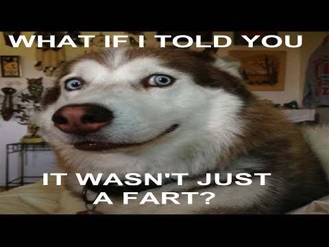 funny-animal-farts-:d-compilation-2017