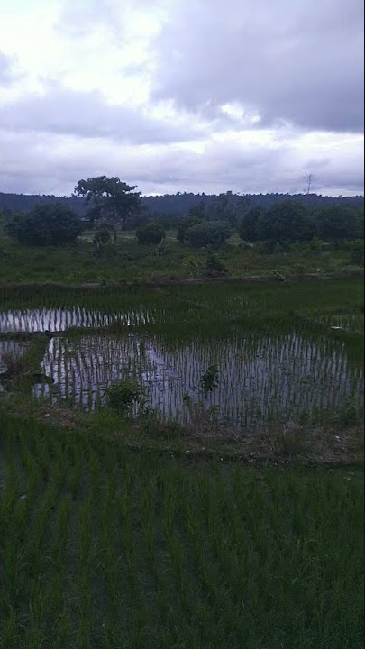 Sawah Pedesaan #shorts #soresore #campursari