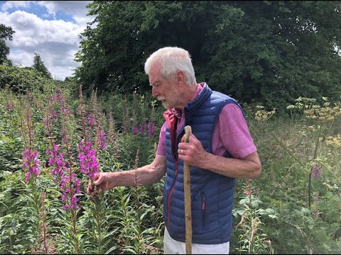 Video: Willowherb Control - Hoe om ontslae te raak van Willowherb Onkruide