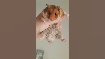 male or female syrian hamster #shorts #hamsters #youtube #subscribe