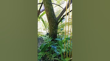 Kerimbunan aviary terlihat lebih natural #aviary  #short