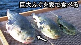 高級巨大食材【トラフグ】を家で食す！（淡路島３年とらふぐ）