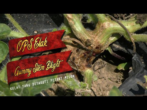 Video: Pengobatan Stem Blight: Apa Itu Penyakit Gummy Stem Blight