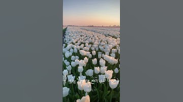 |آية الكرسي|سورة البقرة| #قران_كريم #سورة_البقرة #ايه_الكرسي #قرآن