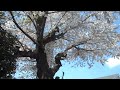 20230329 自宅の庭の桜⑨(快晴の🌸桜吹雪②)