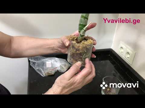 შავი ორქიდეა fredclarkeara after dark 'svo black pearl' ნინოს მასტერ კლასი