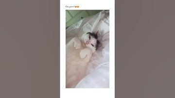 This cat understood the assignment😍💅🏻#shorts #shortsfeed #catvideos